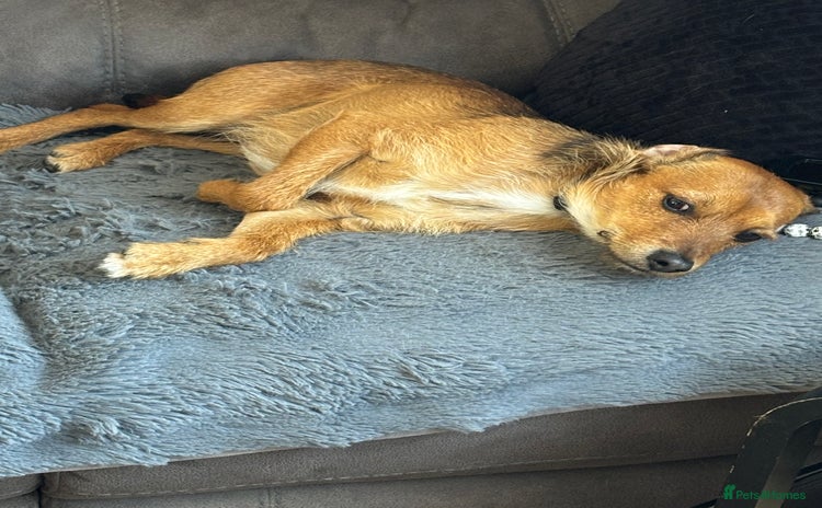 Mixed Breed dogs - Advert 5