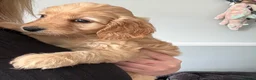Mixed Breed dogs for sale: 2 lovely boys left Cavapoo - Advert 7