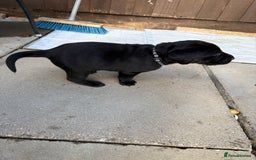 Labrador Retriever dogs for sale: Stunning black Labrador puppies  - Image 15