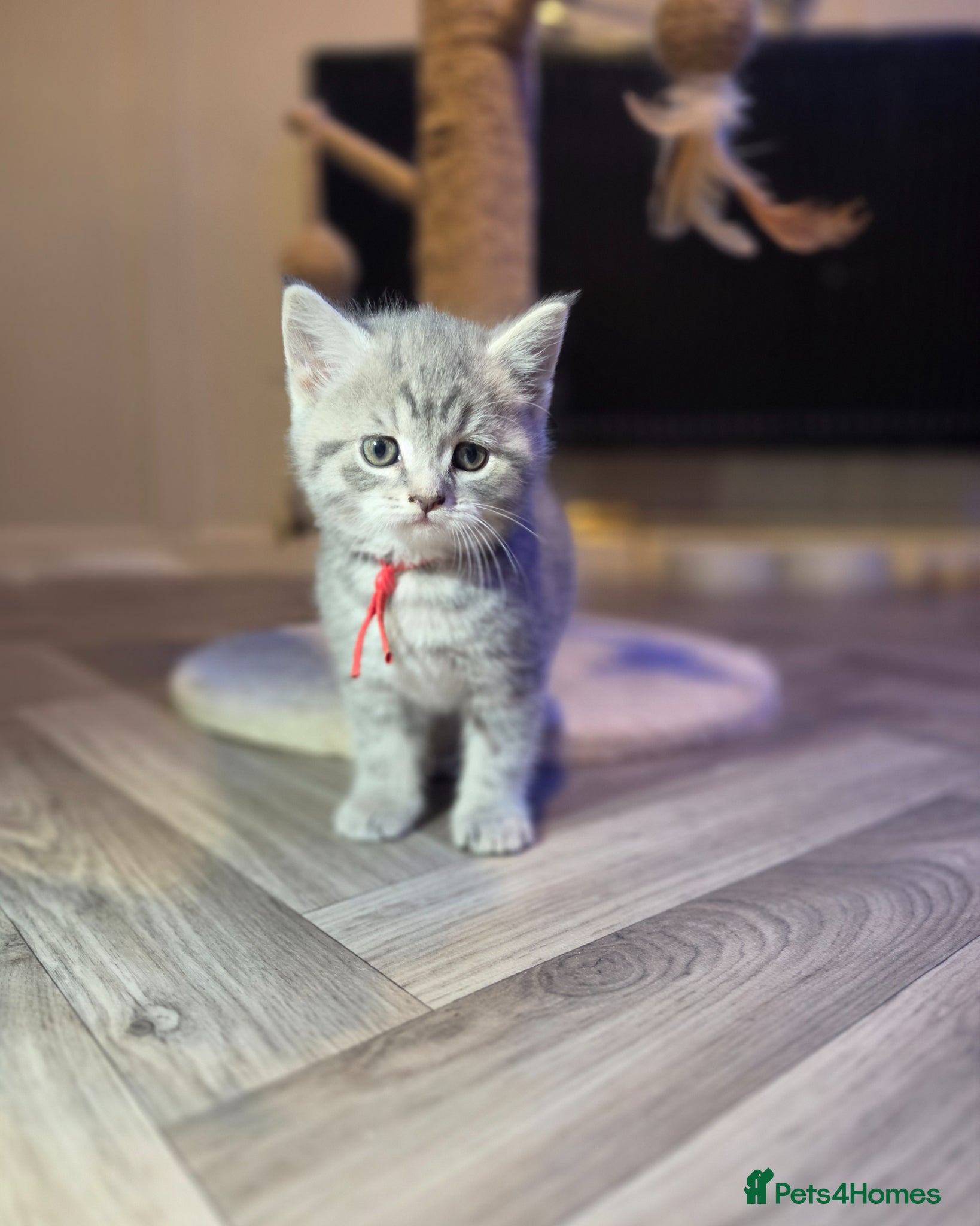 Mixed Breed cats Beautiful british short hair cross ragdoll kittens - Advert 1