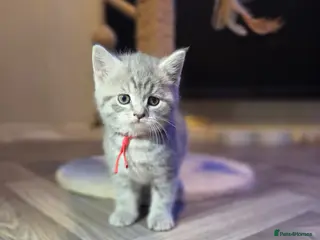 Mixed Breed cats Beautiful british short hair cross ragdoll kittens - Advert 1