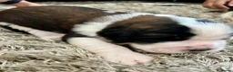 Saint Bernard dogs for sale: Beautiful KC registered show quality Puppies.  - Advert 24