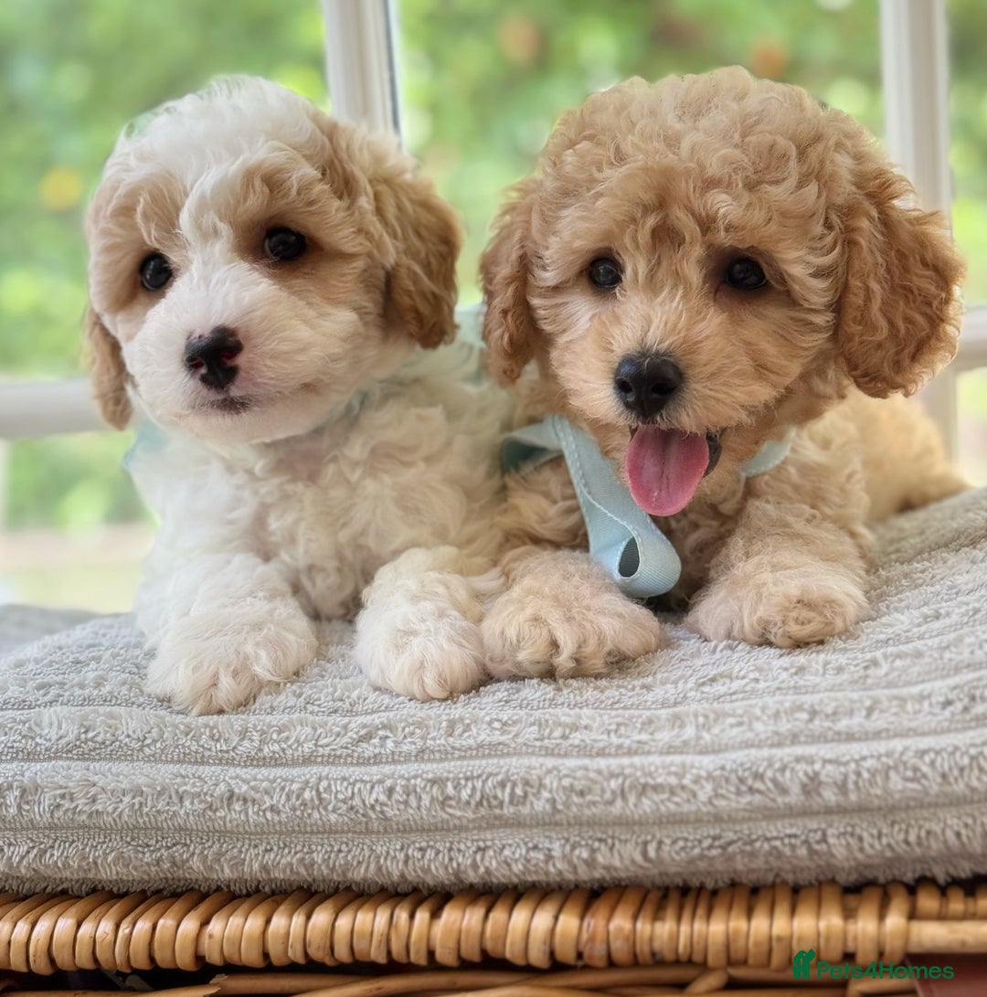 Mixed Breed dogs for sale: Teddy bear puppies - Image 22