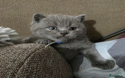 British Shorthair cats for sale: Beautiful BSH Kittens  - Advert 25