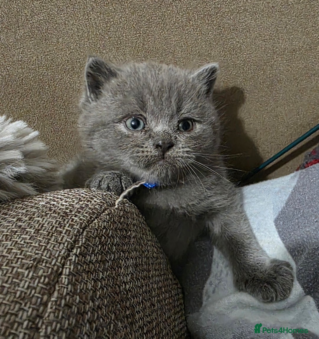 British Shorthair cats for sale: Beautiful BSH Kittens  - Advert 25