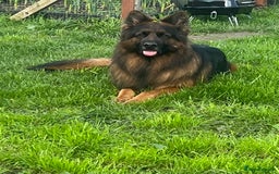 German Shepherd dogs for sale: German Shepherd Puppies  - Image 8