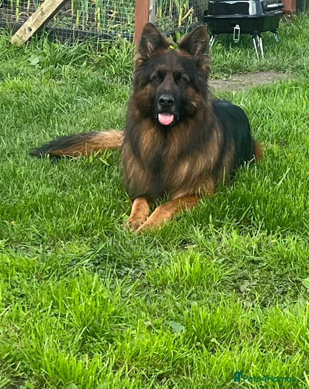 German Shepherd dogs for sale: German Shepherd Puppies  - Image 8