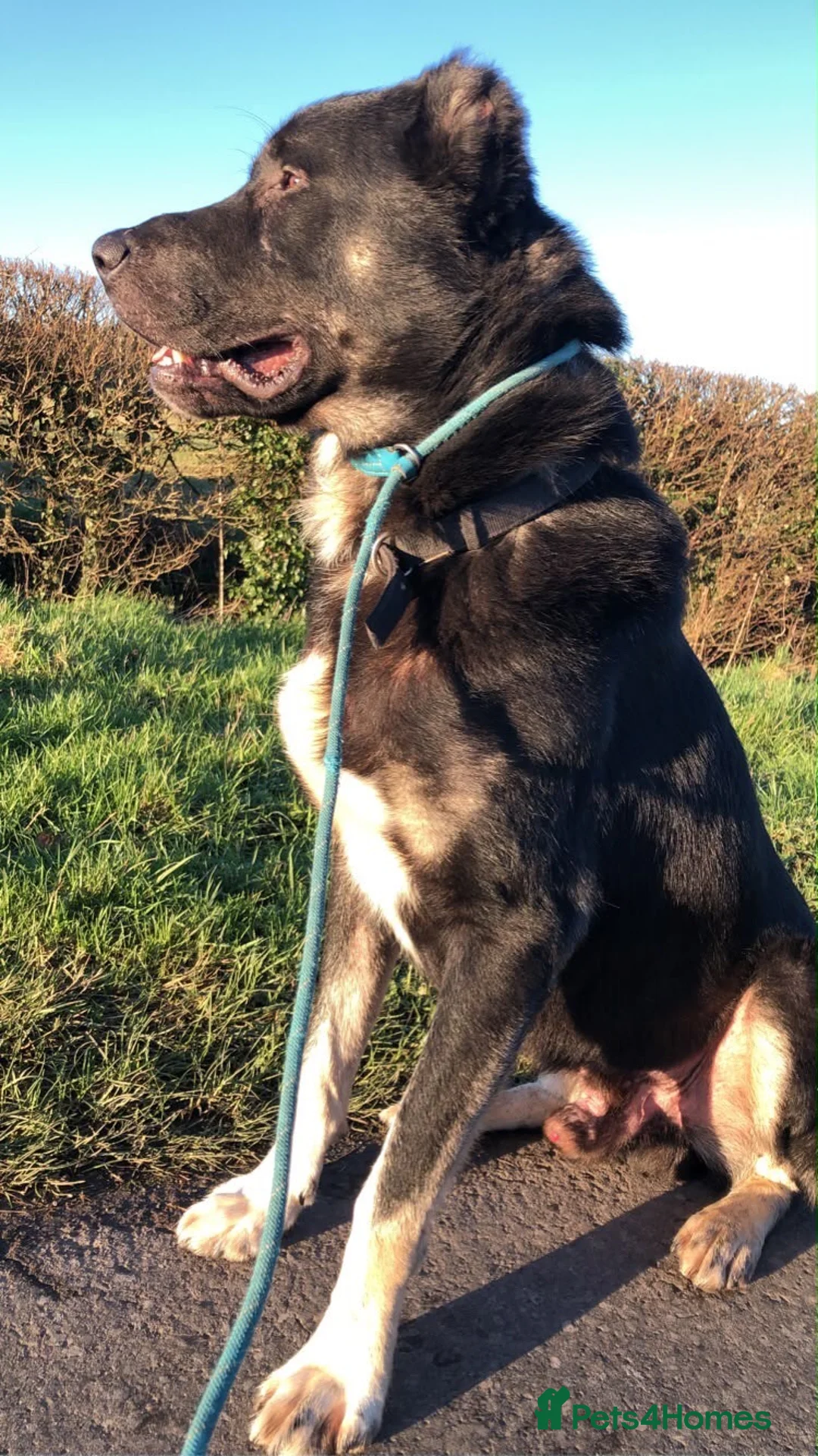 Turkish Kangal dogs for sale: Kangal male (import) - Advert 1
