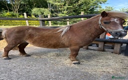 Shetland pony horses for sale: Milday penny lane  in Dereham - Image 2