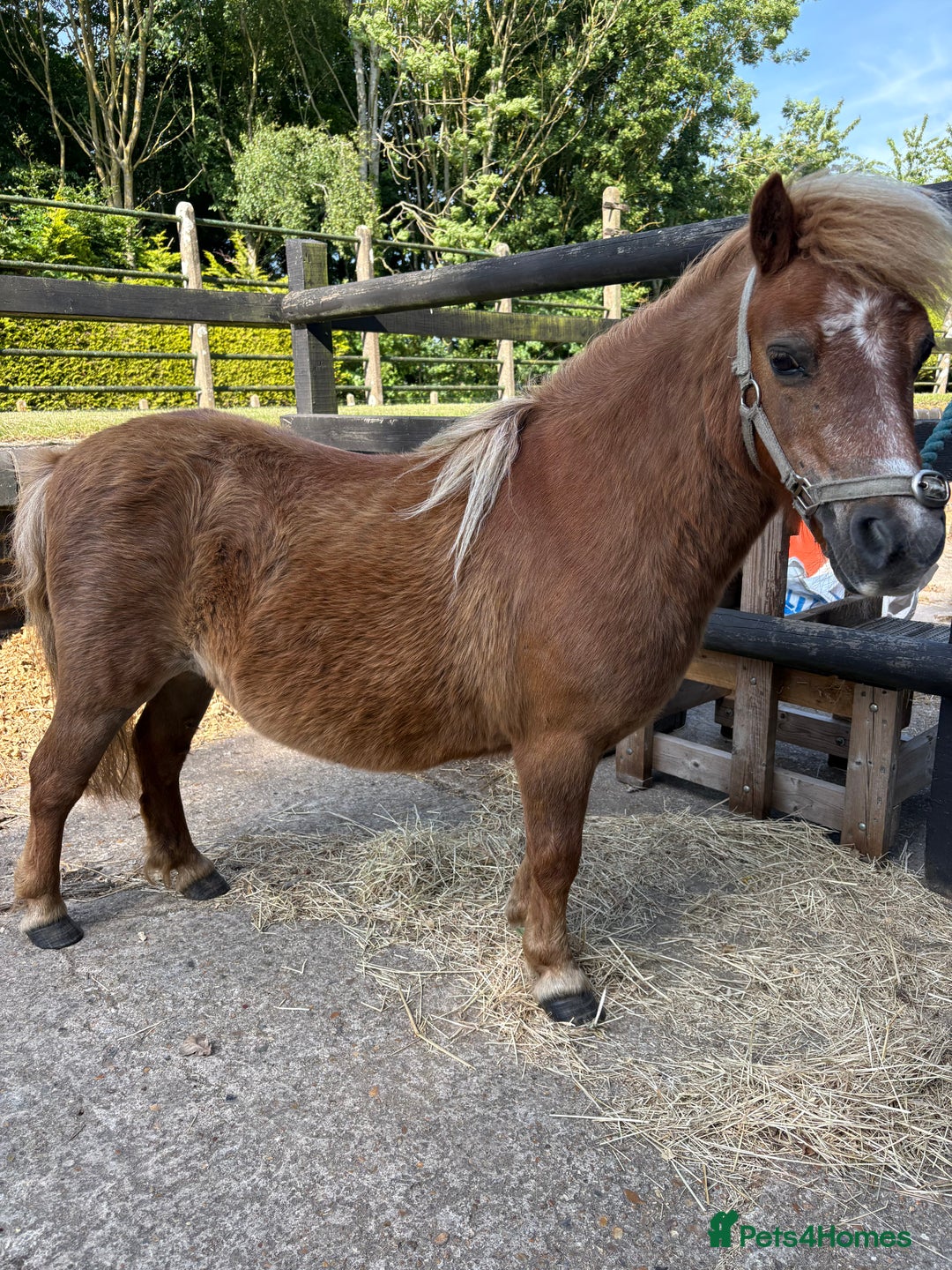 Shetland pony horses for sale: Milday penny lane  in Dereham - Image 2