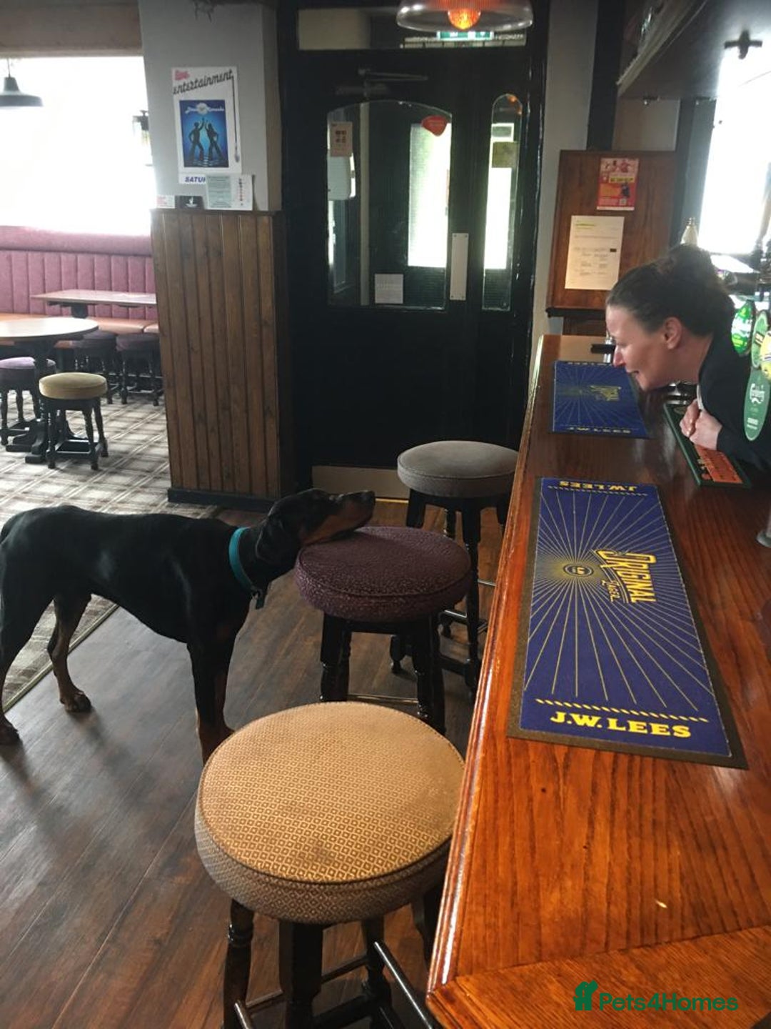 Dobermann dogs for stud: KC registered Black and Red Rust for stud - Advert 6