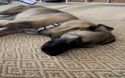 Mixed Breed dogs for sale: Melon – A Gentle Anatolian Shepherd Mix - Image 3