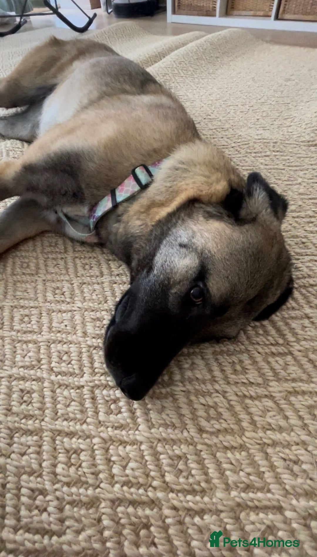 Mixed Breed dogs for sale: Melon – A Gentle Anatolian Shepherd Mix - Image 3