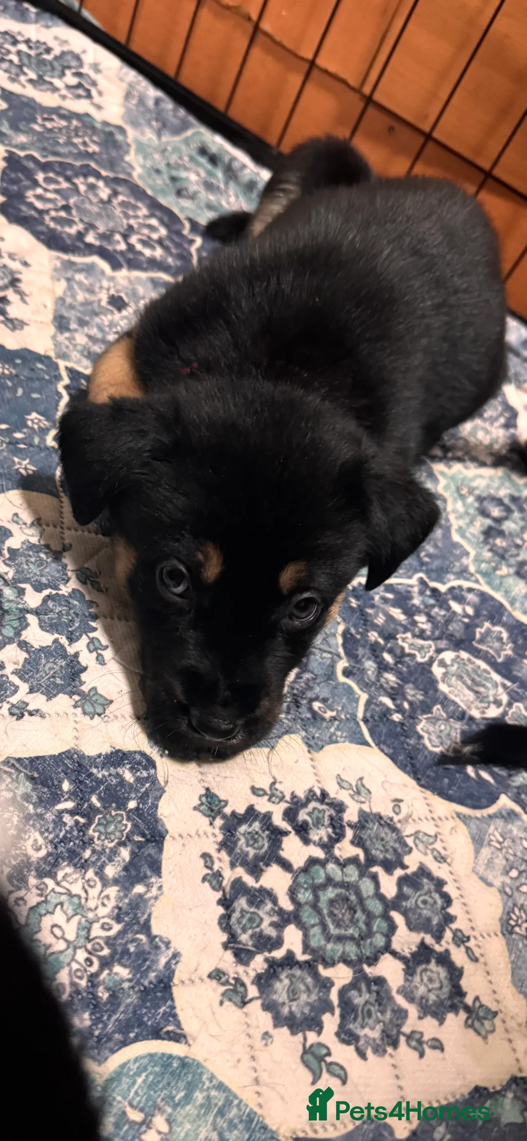 Mixed Breed dogs for sale: RARE BLUE EYE Sholly  ** tiff x Husky  - Advert 12