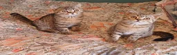 British Shorthair cats for sale:   Last Two boys Ready to leave🐱 - Advert 10