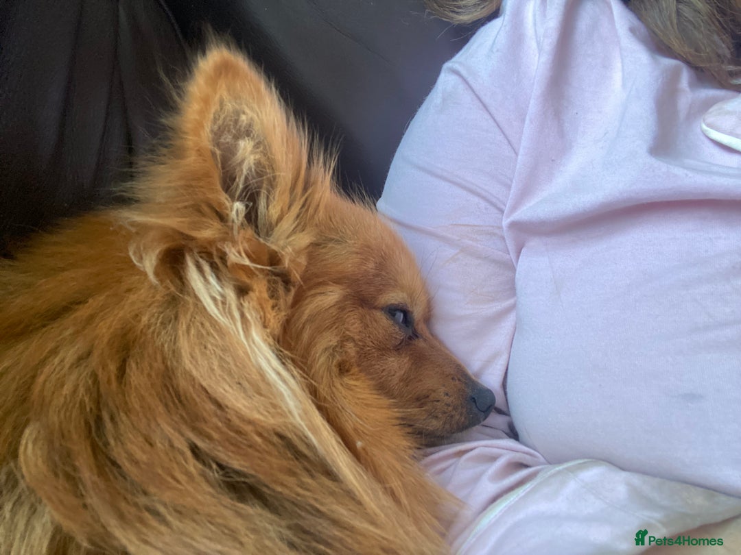 Pomeranian dogs for sale: Lovely dog for sale  - Image 5