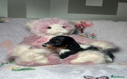 Miniature Dachshund dogs for sale: KC registered longhair Piebald puppies  - Image 7