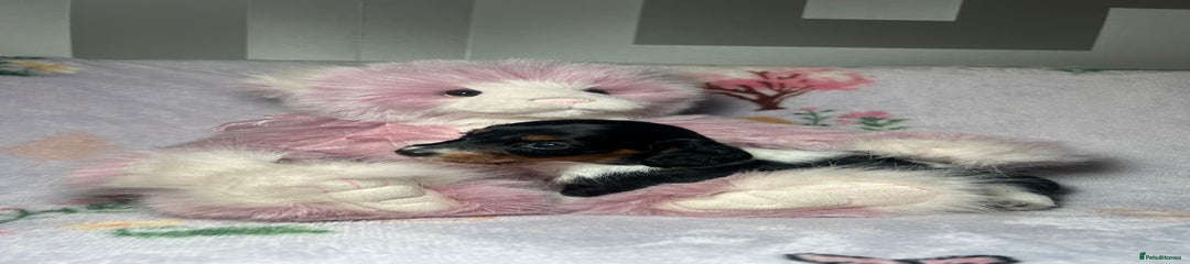 Black & Tan piebald female 
