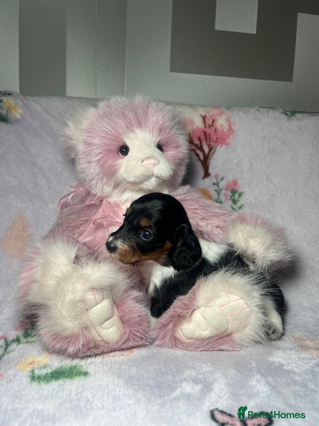 Miniature Dachshund dogs for sale: KC registered longhair Piebald puppies  - Image 7