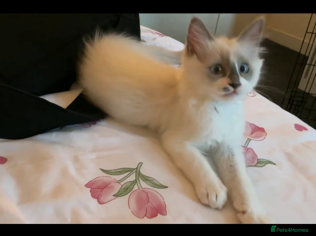 Ragdoll cats for sale: Male kitten Ragdoll - Bicolour  in Peterborough - Advert 2