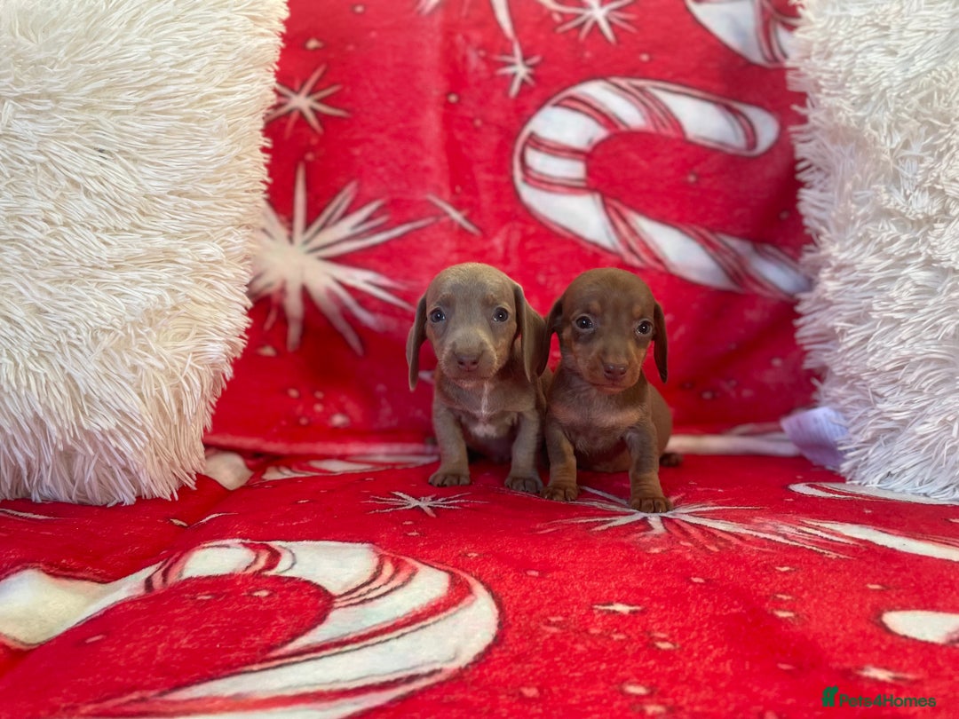 Dachshund dogs for sale: Beautiful Dachunds ready from 23rd December  - Advert 12