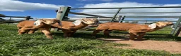 Goats livestock for sale: Trio of Boer/Nubian Kids  - Advert 3