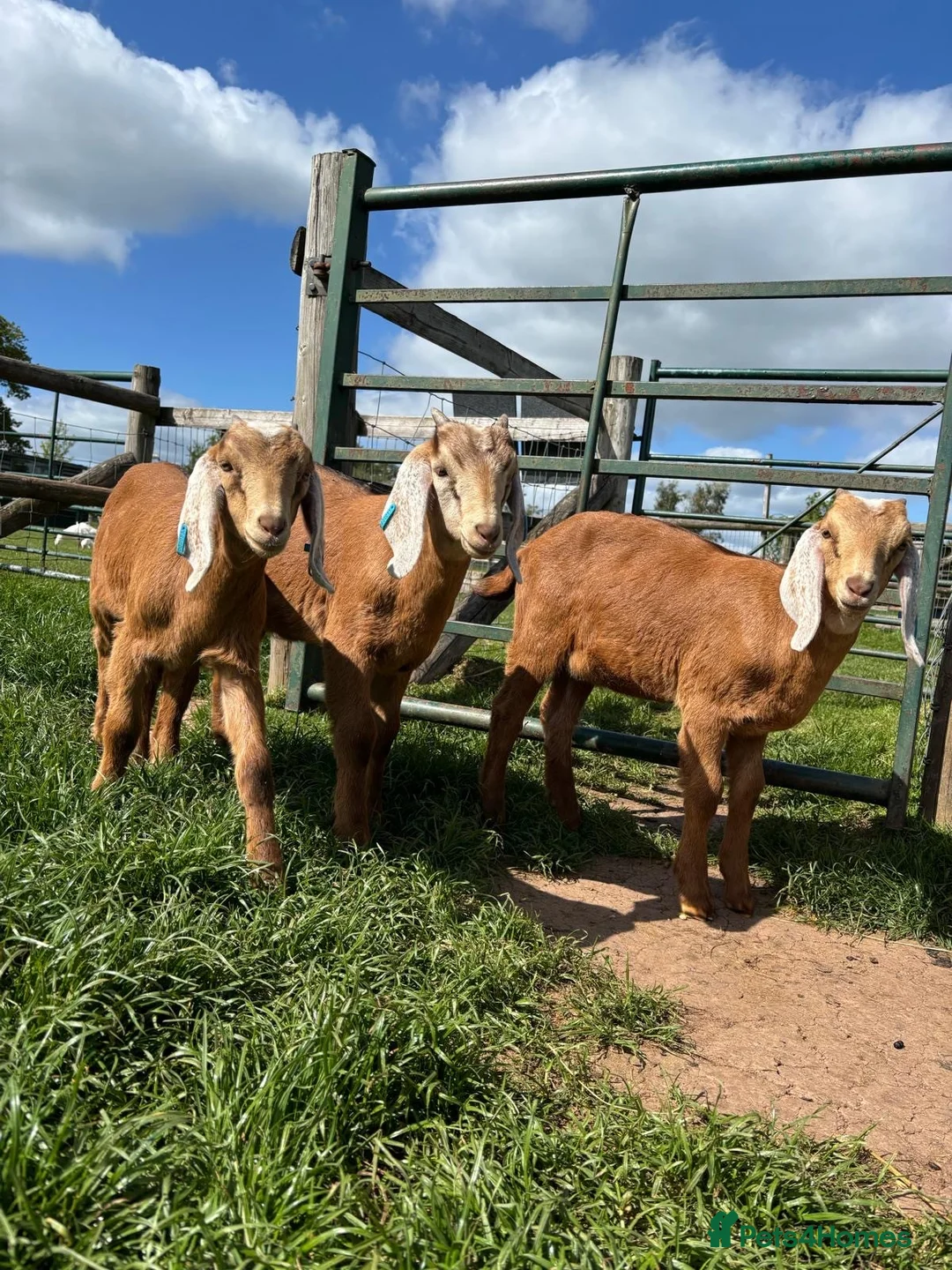 Goats livestock for sale: Trio of Boer/Nubian Kids  - Advert 3