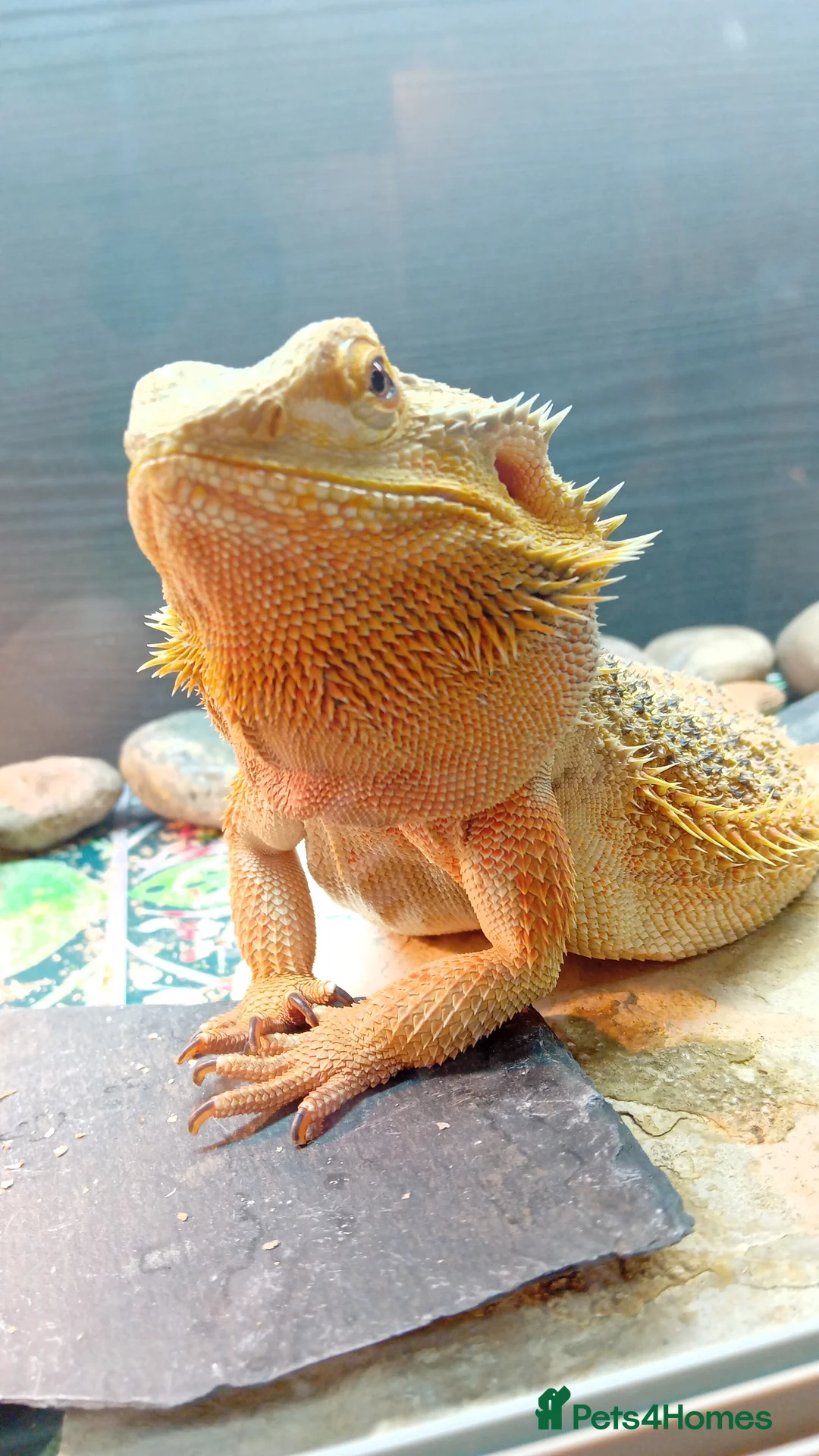 Bearded Dragon reptiles for sale: Beautiful  bearded dragon - Advert 1