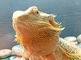 Bearded Dragon reptiles Beautiful bearded dragon - Advert 1