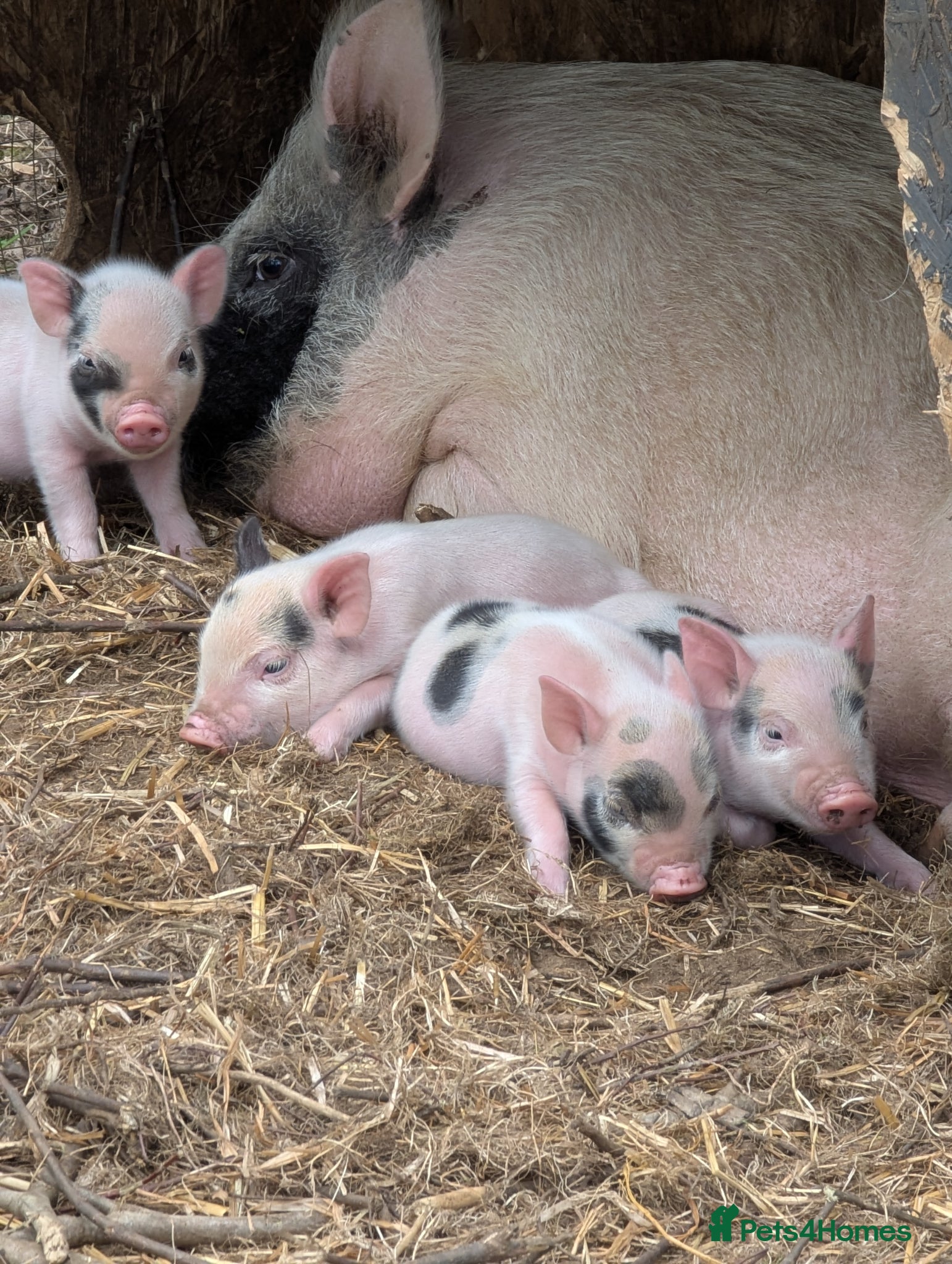 Pig livestock Juliana (teacup) micro piglets  - Advert 1
