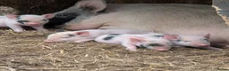 Pig livestock for sale: Juliana (teacup) micro piglets  - Advert 1