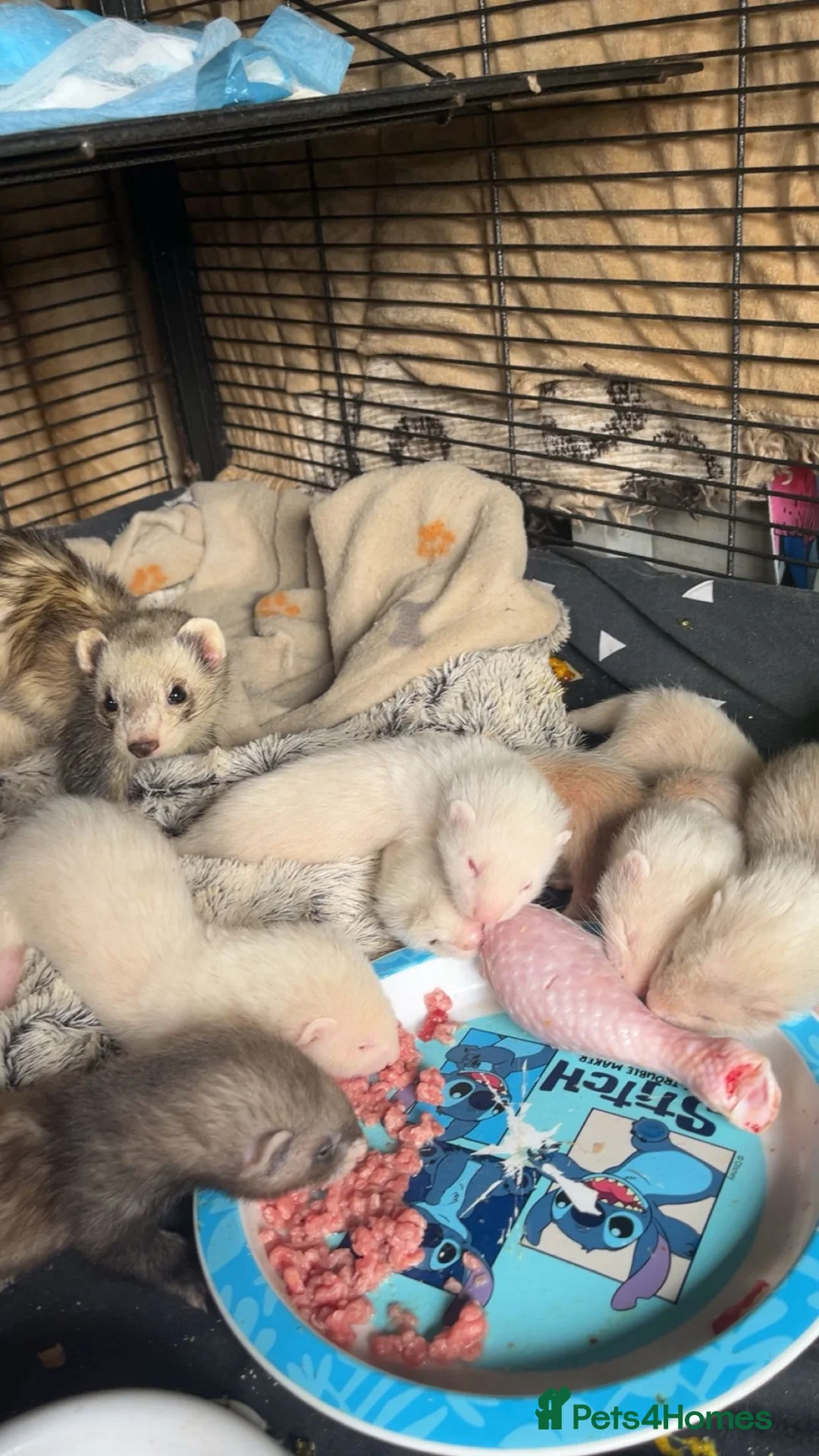 Ferret rodents for sale: part angora ferret  kits  - Advert 11