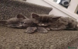 Mixed Breed cats for sale: Rag doll cross x Turkish angora  - Image 1