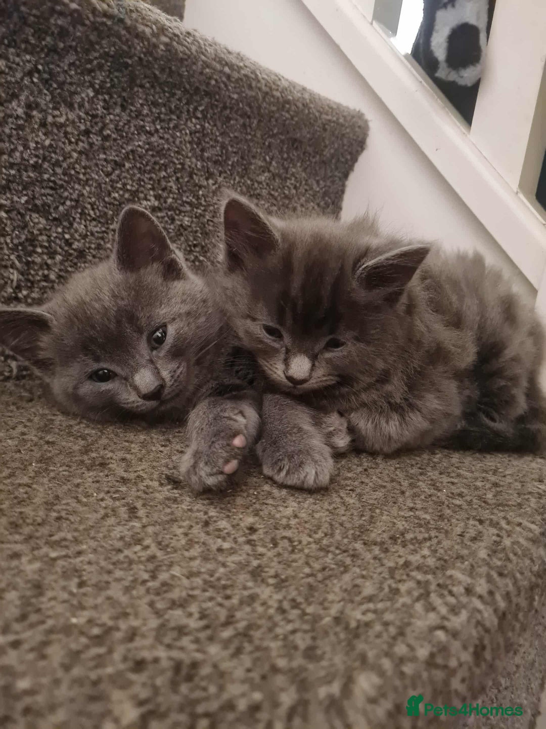Mixed Breed cats for sale: Rag doll cross x Turkish angora  - Image 1