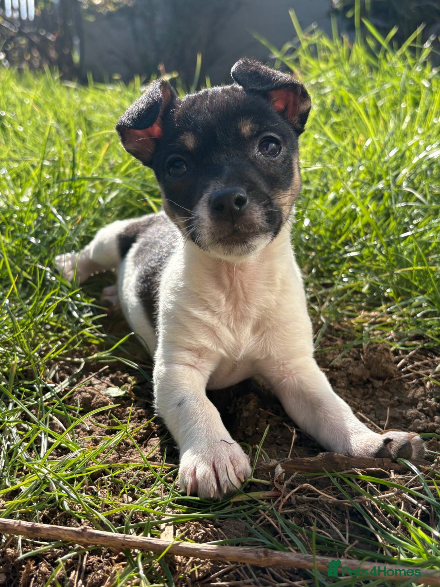 Jack Russell dogs Miniature Jack Russell Puppy  - Advert 6