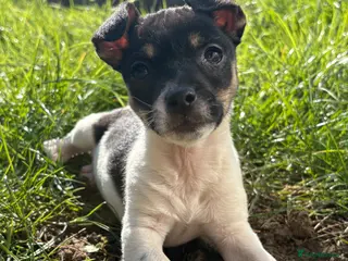 Jack Russell dogs Miniature Jack Russell Puppy - Advert 6