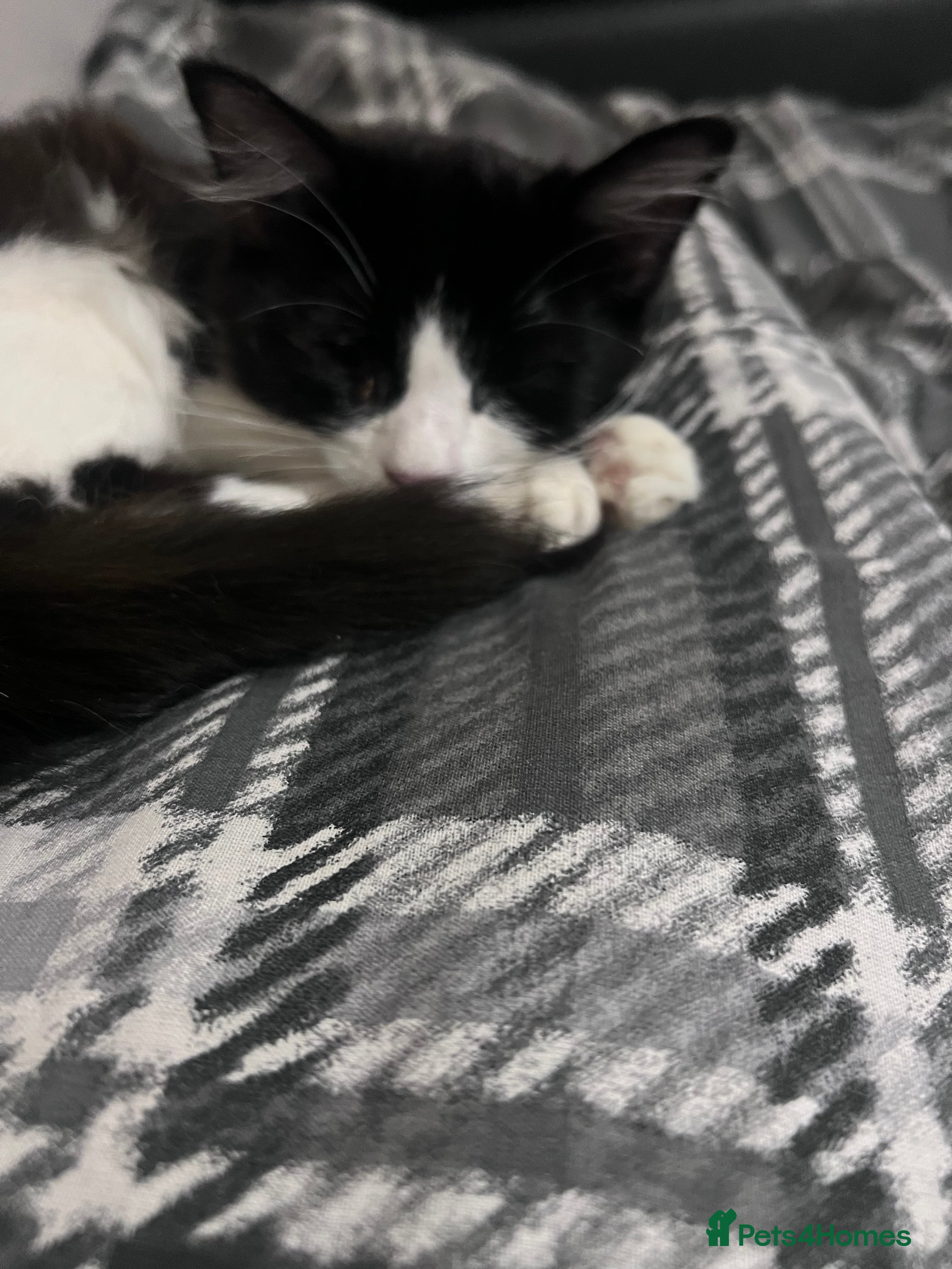 Mixed Breed cats Black and white small cat  - Advert 3