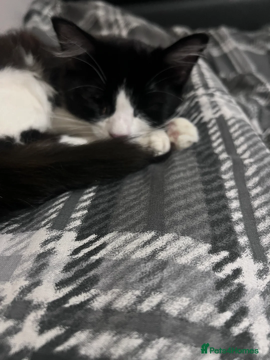 Mixed Breed cats for sale: Black and white small cat  - Advert 2