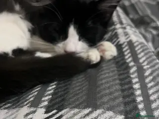 Mixed Breed cats Black and white small cat - Advert 3