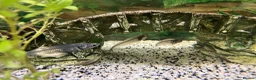 Sharks fish for sale: Fish tank 275L and fish - Advert 4