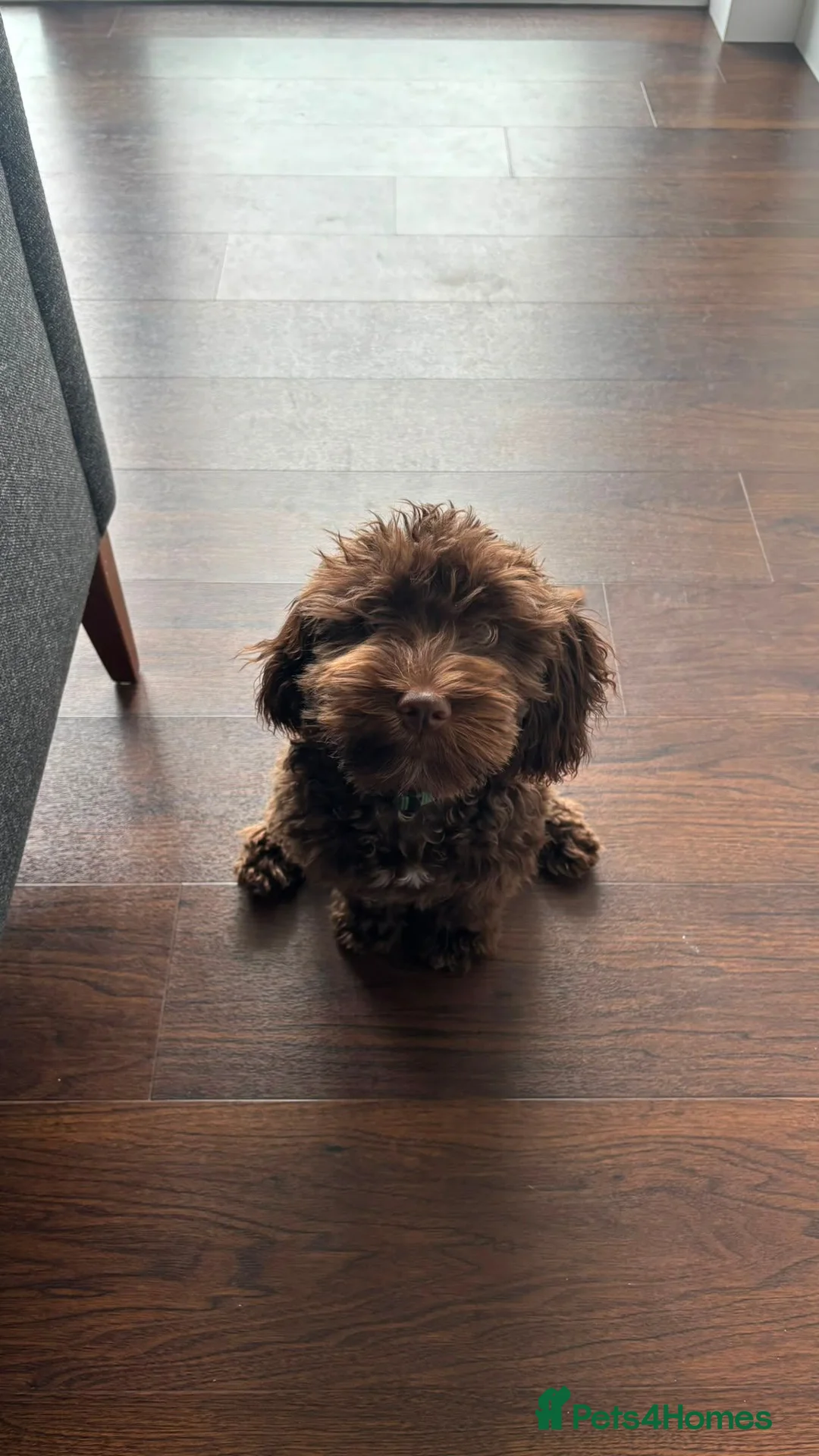 Cockapoo dogs for sale: 8 month F1 Cockapoo Male in London - Advert 2