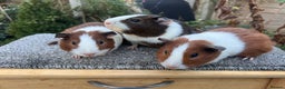 Guinea Pig rodents for sale: Bonded male Dutch guinea pigs - Advert 2