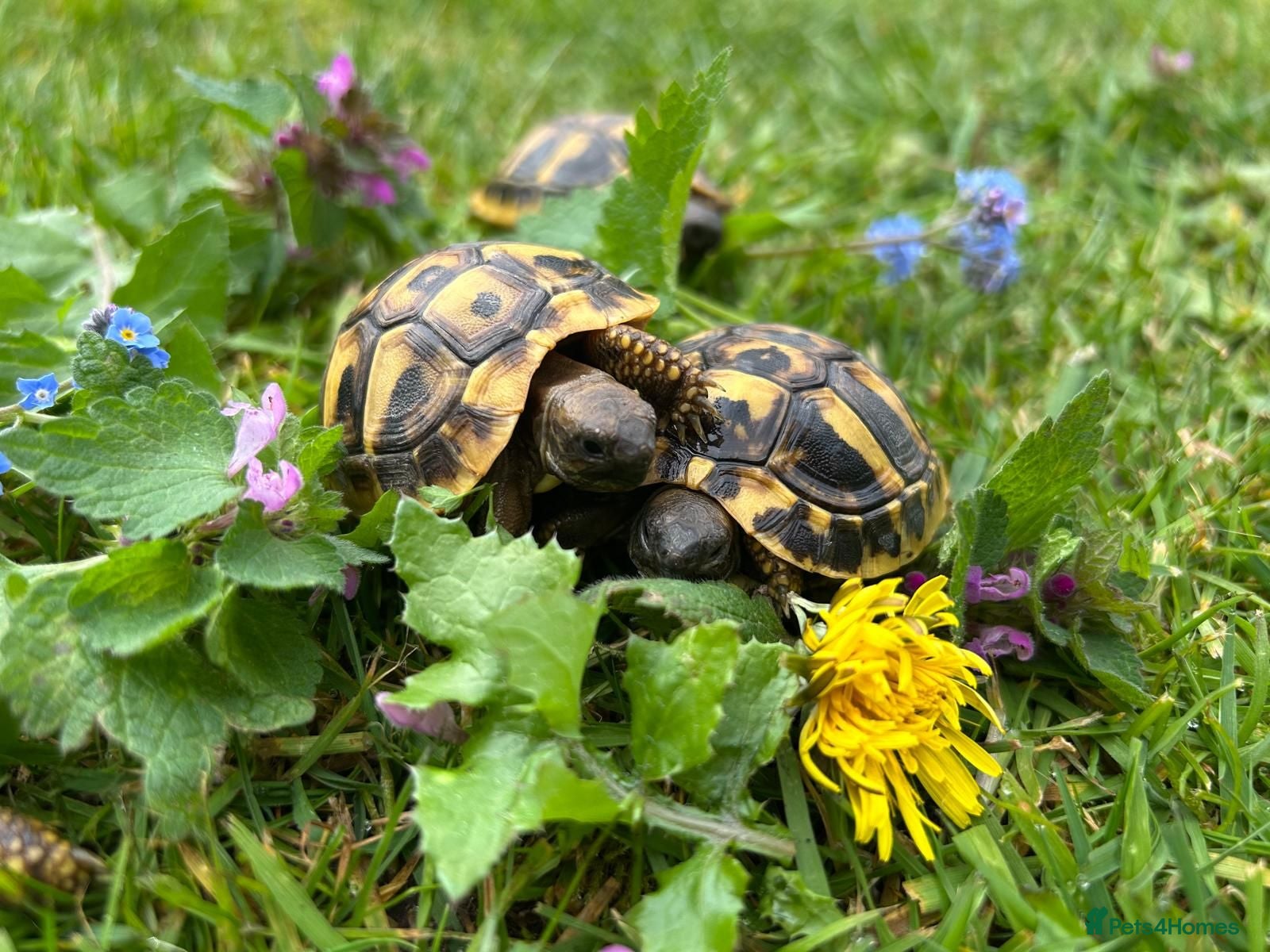 Hermann Tortoise reptiles Hermanns tortoises. 1 year old with article 10 - Advert 1