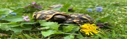 Hermann Tortoise reptiles for sale: Hermanns tortoises. 1 year old with article 10 - Advert 1