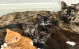 Mixed Breed cats for sale: 6 beautiful kitten for sale - Image 7