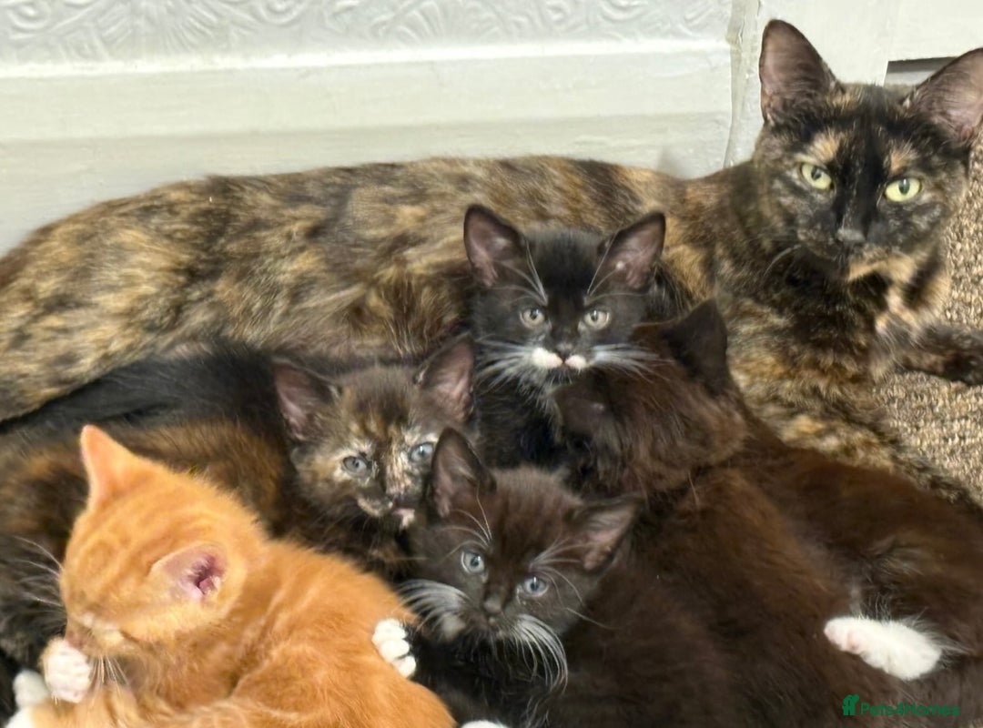Mixed Breed cats for sale: 6 beautiful kitten for sale - Image 7