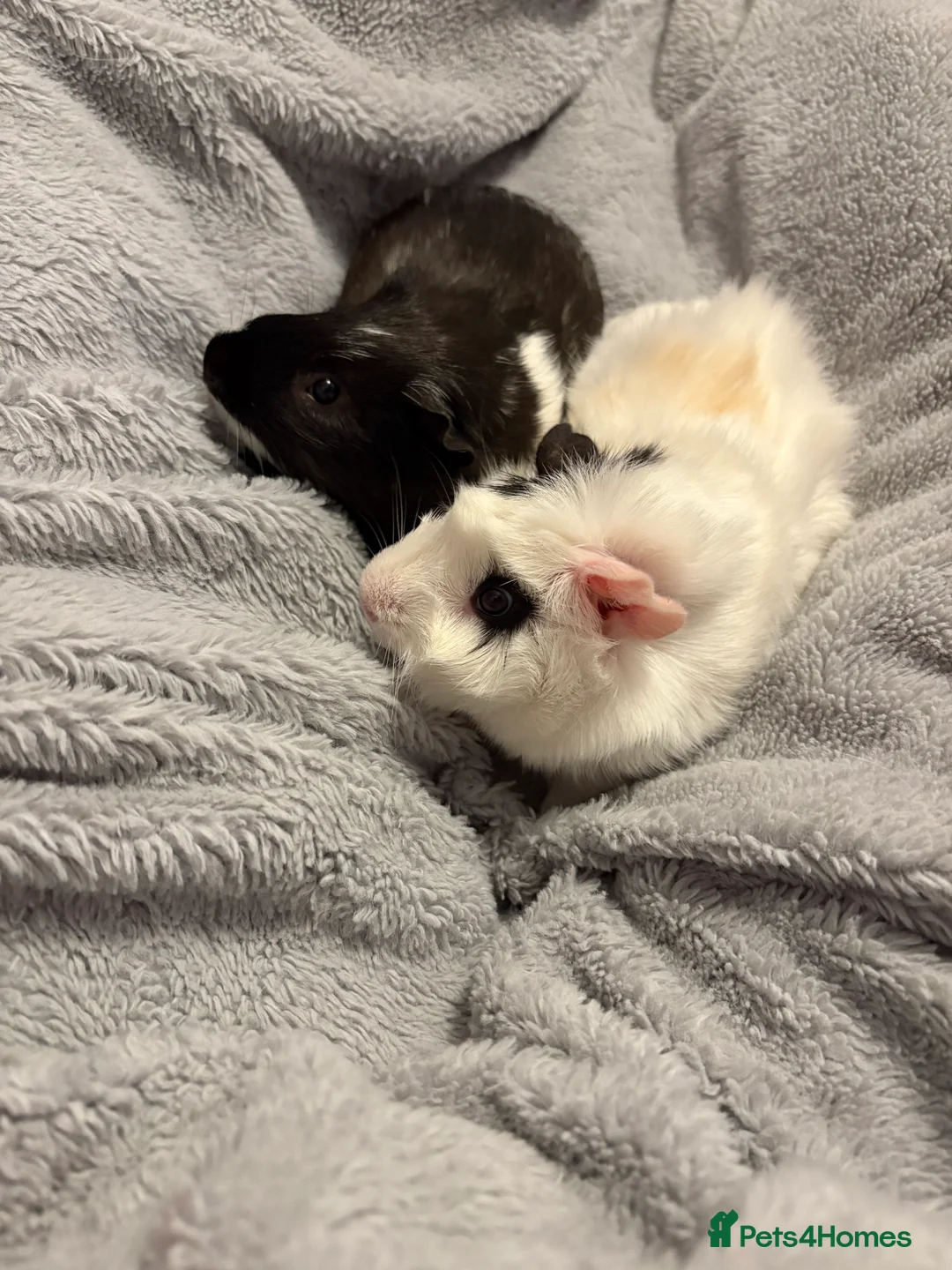 Guinea Pig rodents for sale: Milo and Max looking for a new home in Dartford - Advert 8