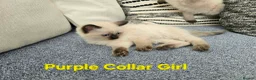 Ragdoll cats for sale: Beautiful ragdolls - Advert 10