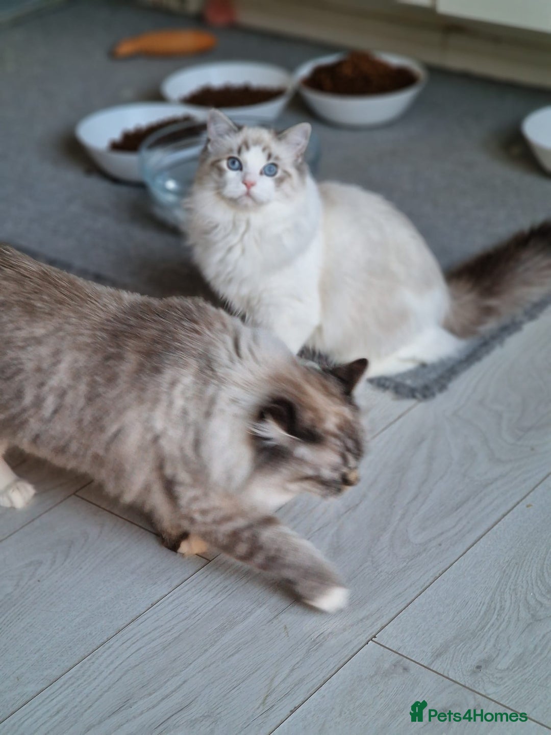 Ragdoll cats for sale: Gccf tica register kittens - Advert 6