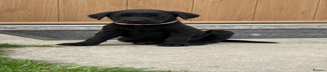 Labrador Retriever Puppy 7